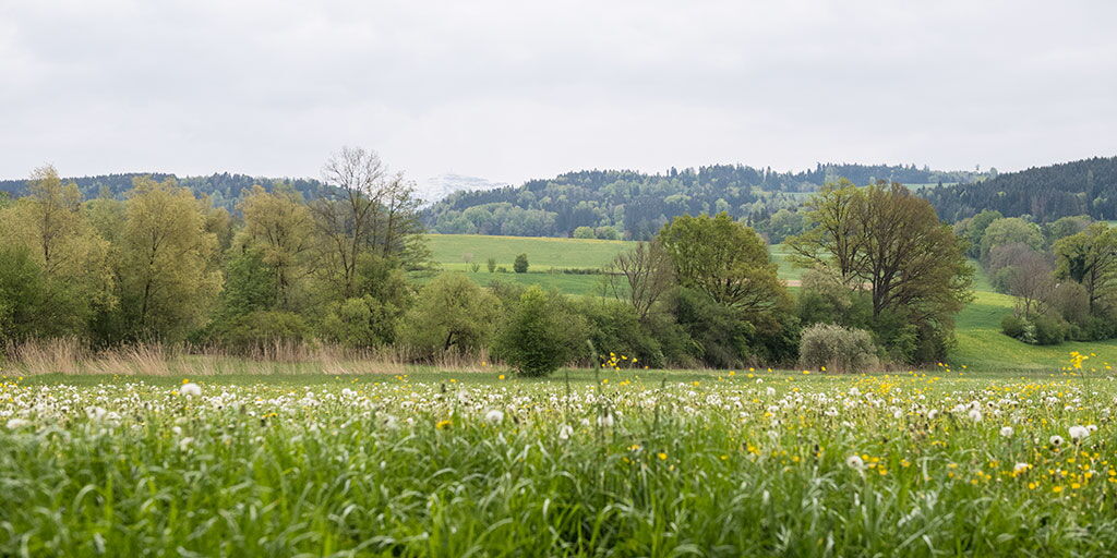 Landschaft Reussschachen, Rotkreuz